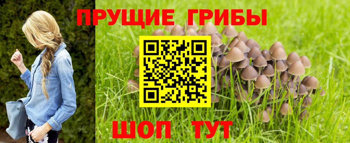Добрянка  Псилоцибиновые грибы MAGIC MUSHROOMS  Вход с VPN 